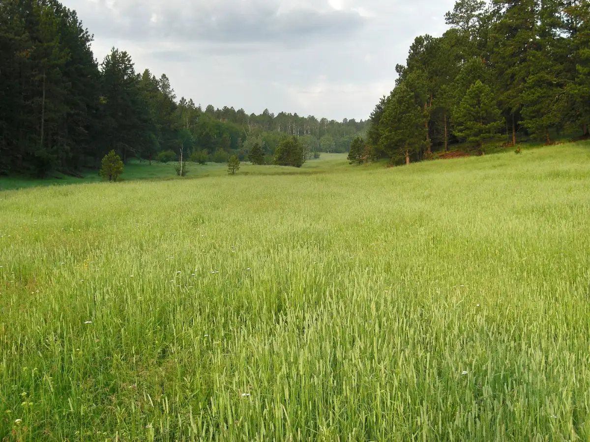 A green meadow surrounded by pine forest in the Black Hills